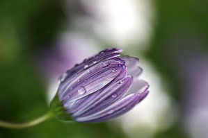 Daisy Bud