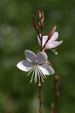 Gaura Flowers