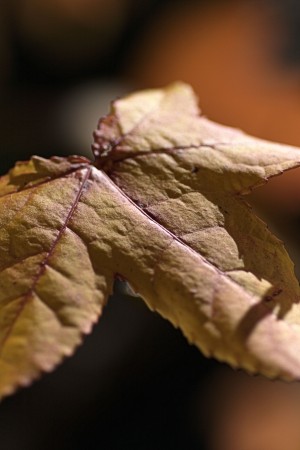 leaf Textures