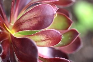 Purple Aeonium Succulent