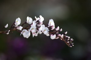 White Coral Pea Flowers