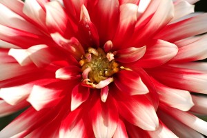 Dahlias Heart