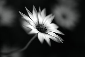 Cape Daisy In BW