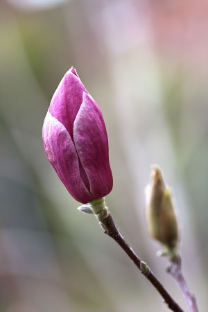Magnolia Bud