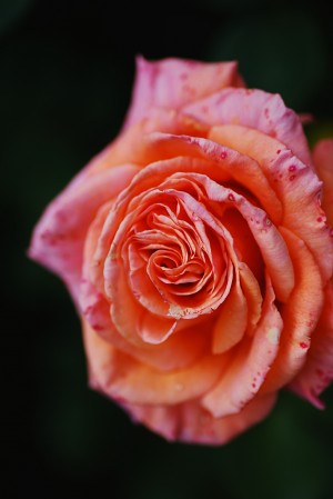Orange Pink Dotted Rose