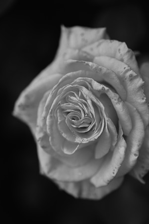 Rose Black and white