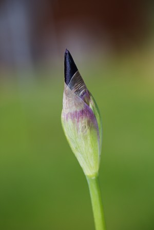 Purple Iris Bud Spring