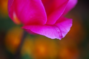 Bright Pink Tulip