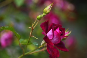 Rose Bud Pink
