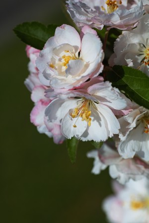 Crabapple Flowers
