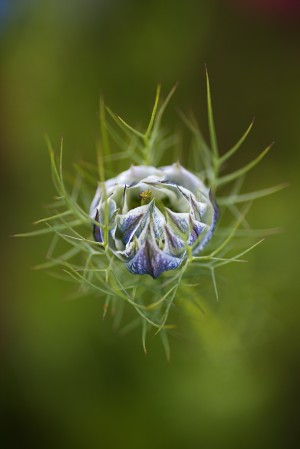 Love In The Mist 