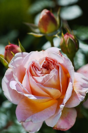In Pink Abraham Darby Rose