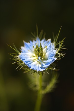 Love In The Mist flower Opened
