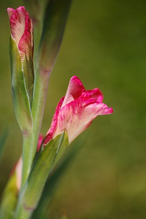 Gladiolus Pink Flowering Buds