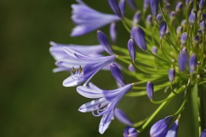 Agapanthus Flowers Purple