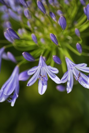 Face On View Agapanthus