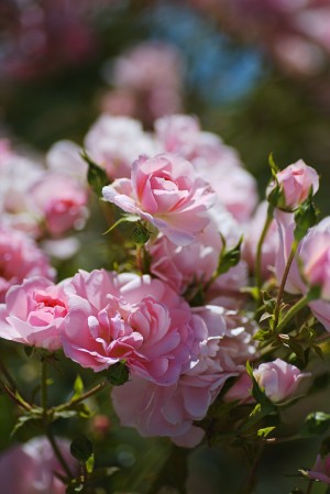Roses Romantic Pink
