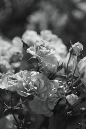 Gorgeous Blank and White Roses