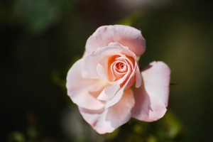 Gentle Soft Pink Rose