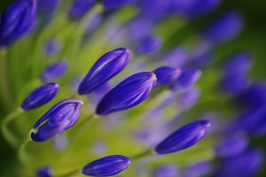 Magical Agapanthus Heart