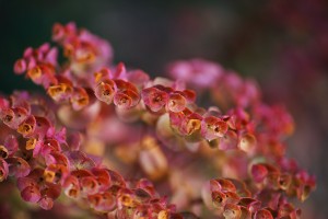 Red Mediterranean Spurge