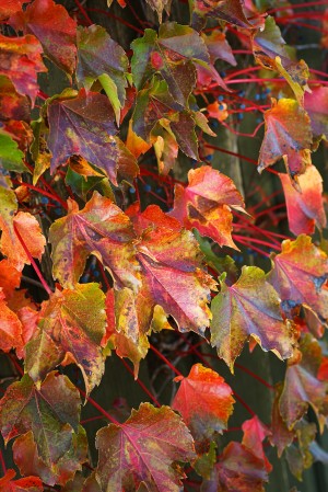 Autumn Leaves
