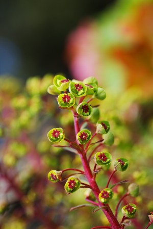The Mediterranean Spurge Plant 