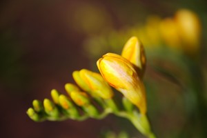Freesia Flower Hand With Raindrop 