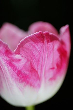 The Pink White Tulip Cup 