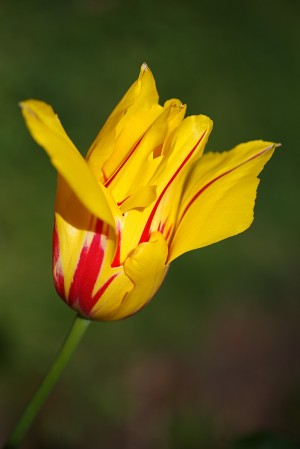 Red Stripe Yellow Tulip 