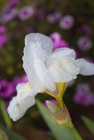 Small White Iris Flower