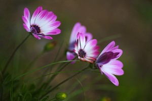 Beautiful Cape Daisies