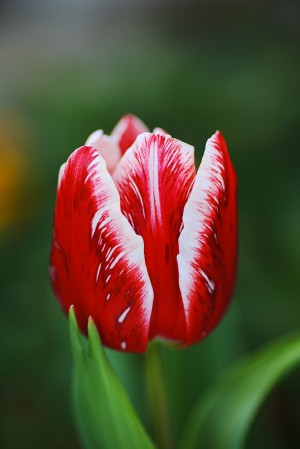 Tulip Red and White