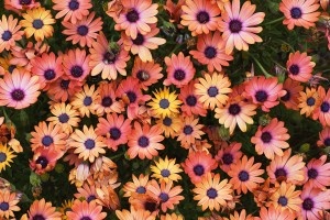 African Daisy Rich