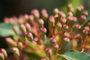 Eucalyptus Corymbia Ficifolia Flower Buds