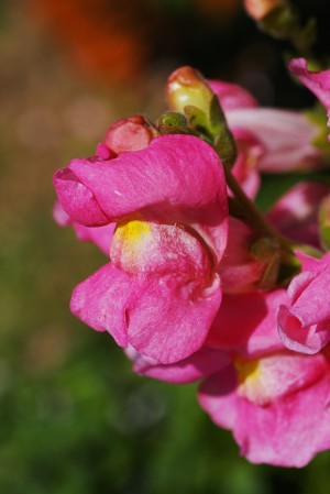 Snapdragon Flower Kamikaze In Pink