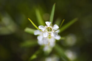 Pacific Beauty Tea Tree White Flowers
