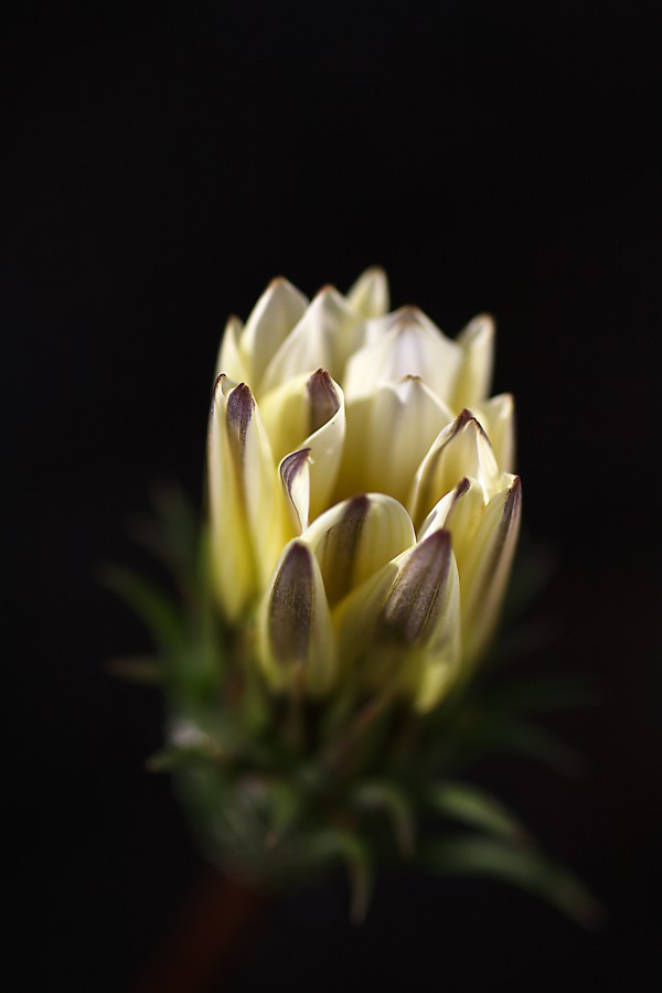 Bud Of Yellow Daisy by Joy Watson