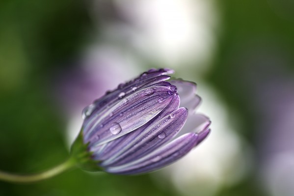 Daisy Bud by Joy Watson