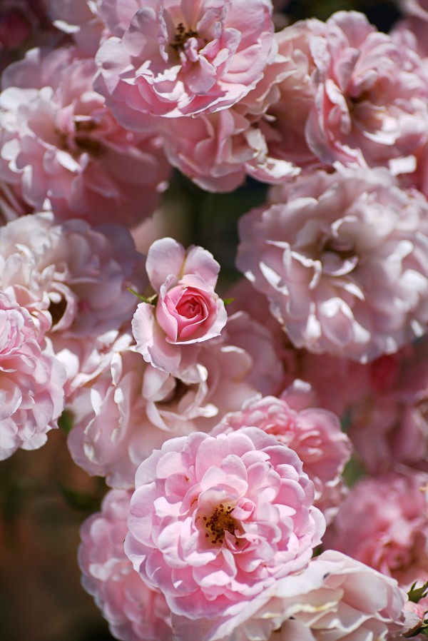 Pink Bud Among The Roses by Joy Watson