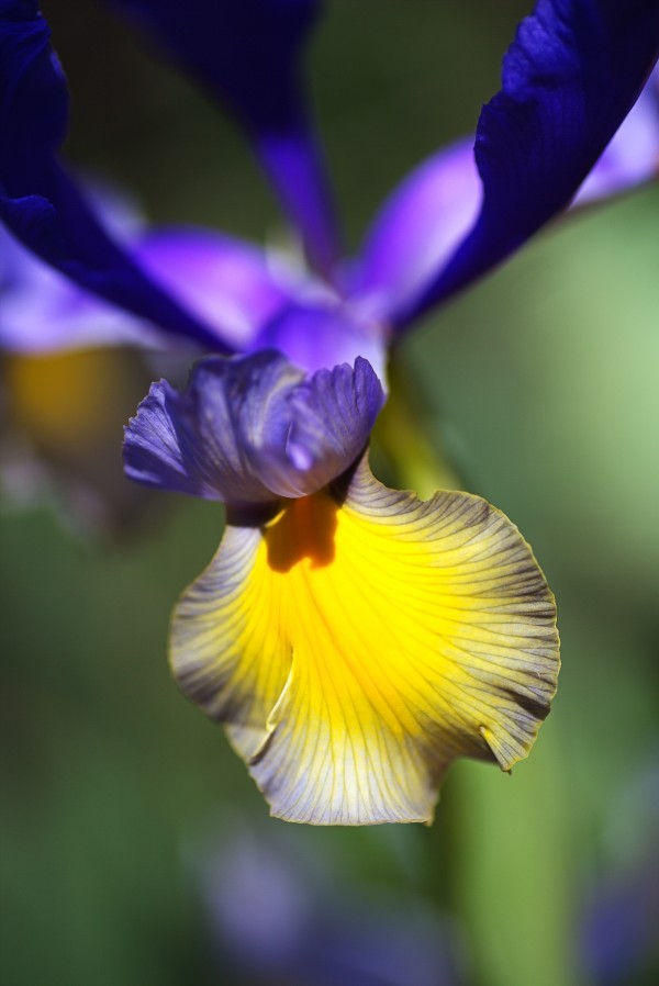 The Dancing Iris by Joy Watson