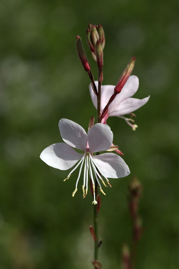 Gaura Flowers by Joy Watson
