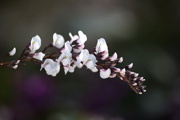 White Coral Pea Flowers by Joy Watson