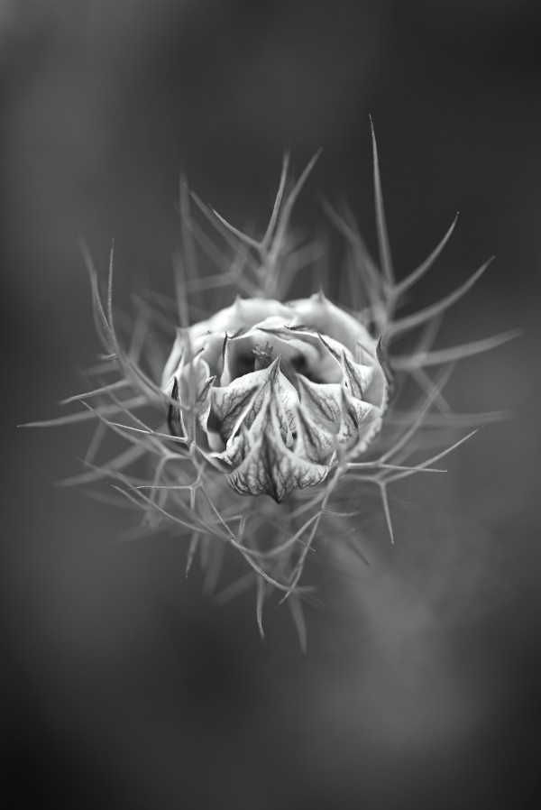 Nigella Flower Round Bud Mono  by Joy Watson