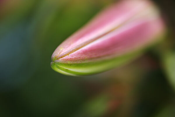 Lily Flower Nose by Joy Watson