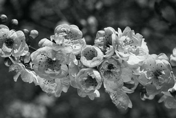 Spring Pink Blossom In BW by Joy Watson