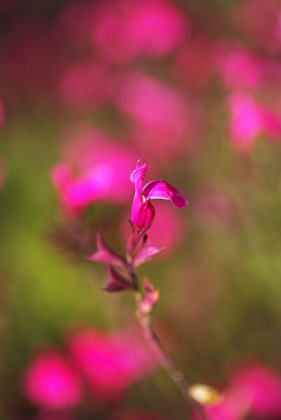 Wendys Wish Sage Flower Pink by Joy Watson