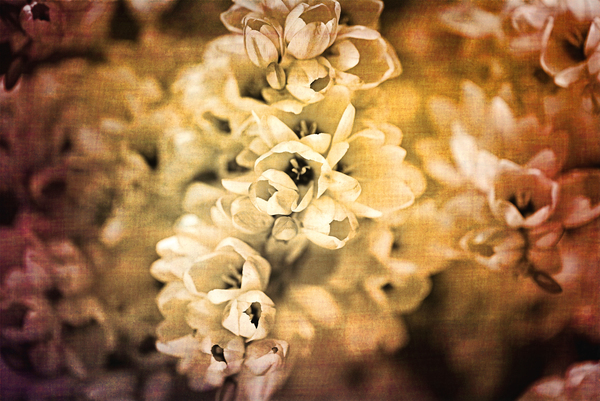Rustic African Corn Lilies by Joy Watson