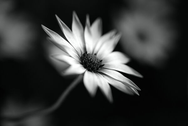 Cape Daisy In BW by Joy Watson