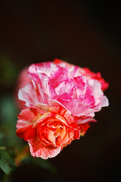 Variegated Roses Tones by Joy Watson